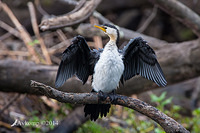 little pied cormorant 15674