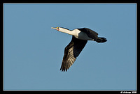 little pied cormorant 0014