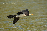 little pied cormorant 10589