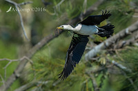 little pied cormorant 12205