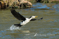 little pied cormorant 12217