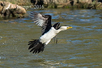 little pied cormorant 12218