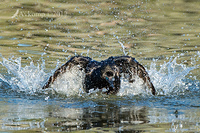 little pied cormorant 13429