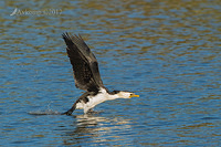 little pied cormorant 14720