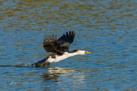 little pied cormorant 14722