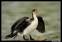 little pied cormorant 1495