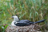 little pied cormorant 15272