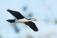 little pied cormorant 18997