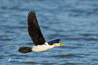 little pied cormorant 19009