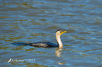 little pied cormorant 19085