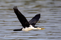 little pied cormorant 4902