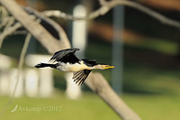 little pied cormorant 5472