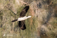 little pied cormorant 8974