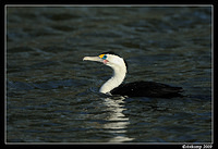 littlepied cormorant 0027