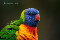 lorikeet 8554