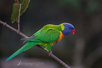 lorikeet 8735