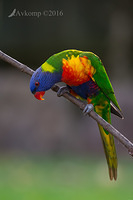 lorikeet 8749