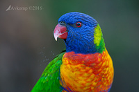 lorikeet 9678