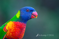 lorikeet 9682