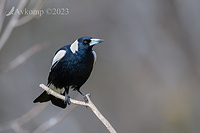 magpie 10305