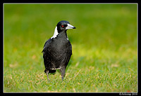 magpie 5738