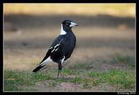 magpie 5739