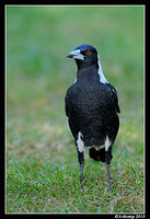 magpie 5742 90