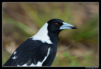 magpie 5773