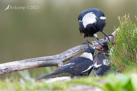 magpie 10812