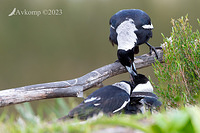 magpie 10813