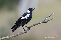 magpie 10815