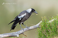 magpie 10816