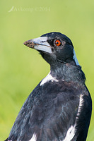 magpie 13209