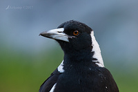 magpie 14341