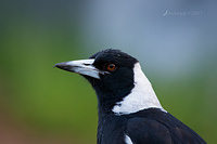 magpie 14343