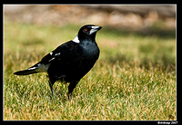 magpie 162