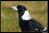 magpie 164