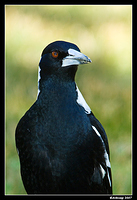 magpie 165