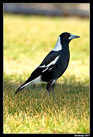 magpie 167