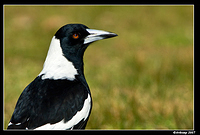 magpie 168