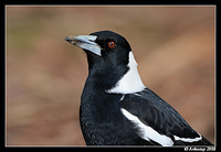 magpie 2010