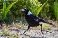 magpie 2169