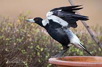 magpie 2694