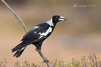 magpie 2697