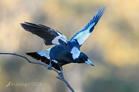 magpie 3897