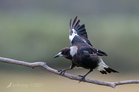 magpie 6486