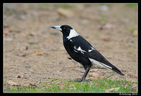 magpie 6494