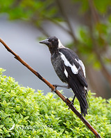 magpie 6741