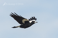 magpie 7578