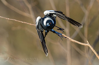 magpie 9749